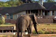 Mhondoro Lodge